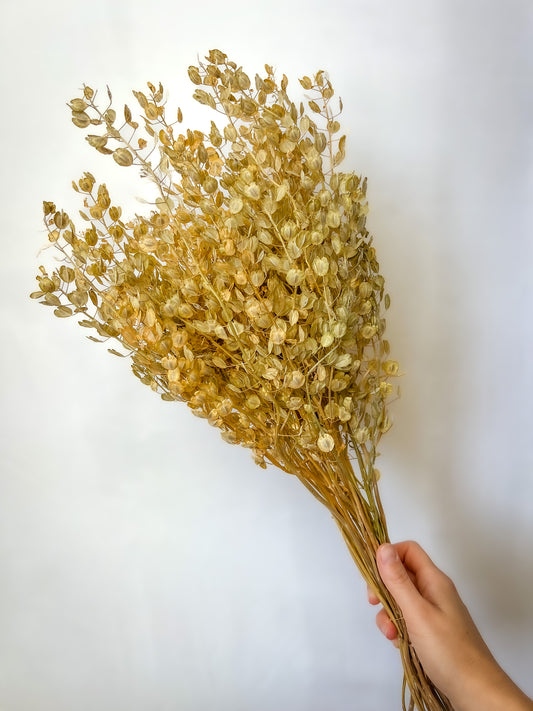 Dried Pennycress Bundle