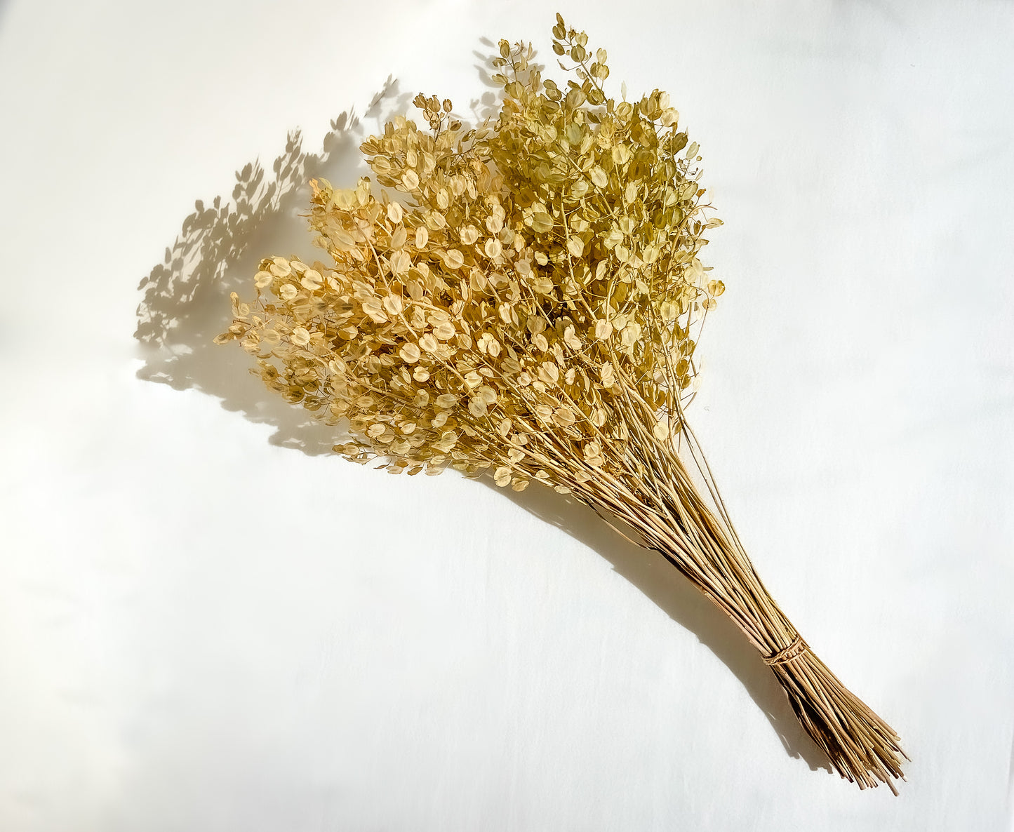 Dried Pennycress Bundle