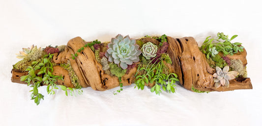 Grapewood Succulents