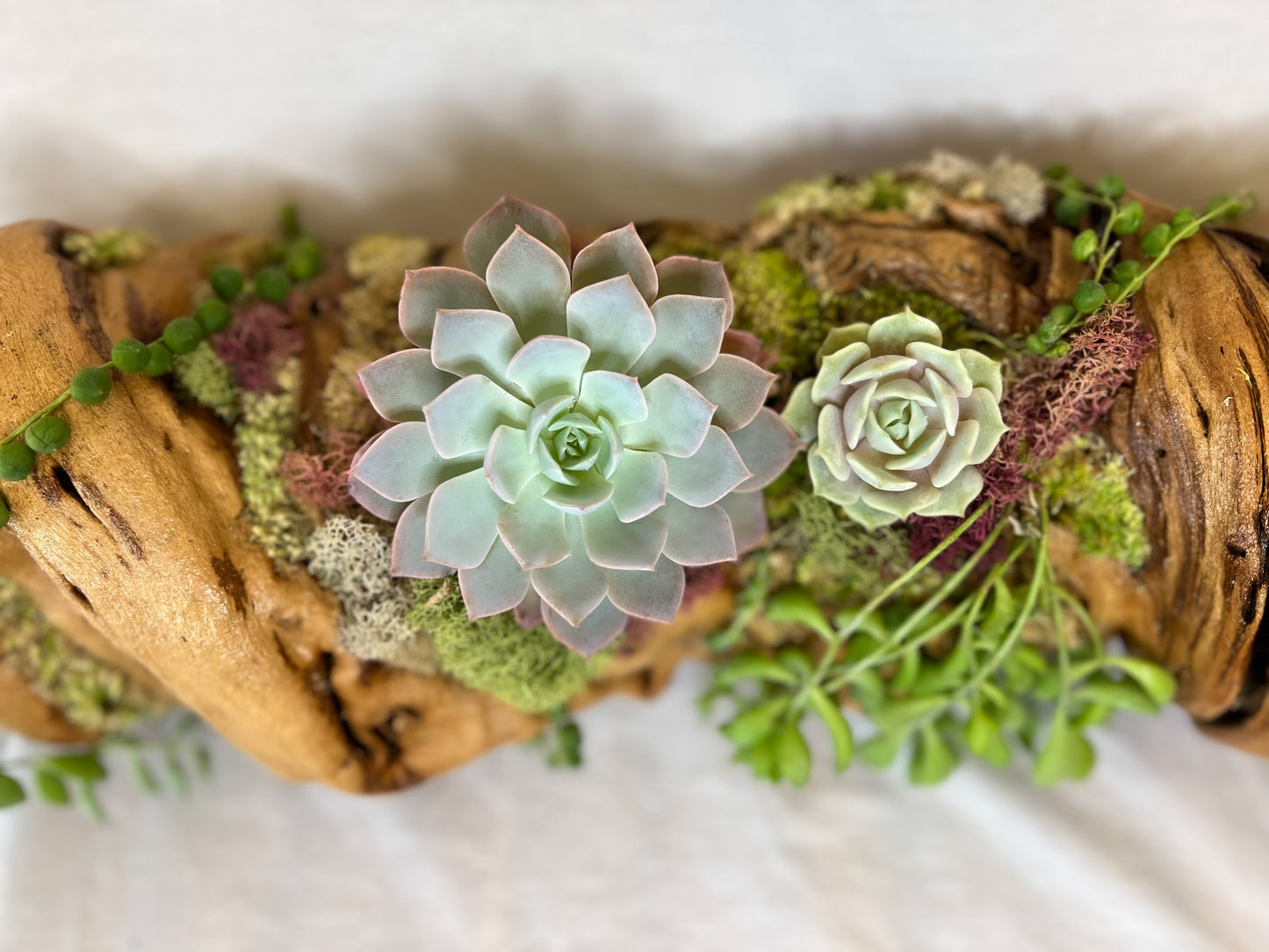 Grapewood Succulents